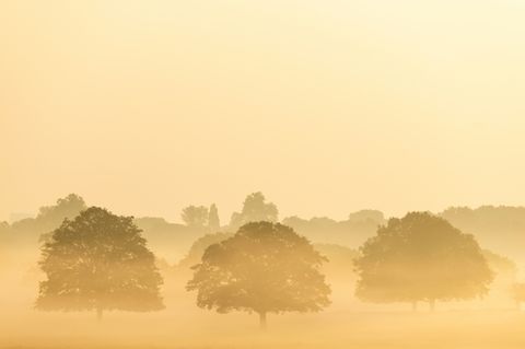 Frühnebel