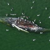 Alle Bemühungen waren vergebens: Am 14. Mai liegt ein toter Buckelwal vor der dänischen Insel Anholt. Zu Beginn ist noch unklar, ob es sich um „Timmy“ handelt.