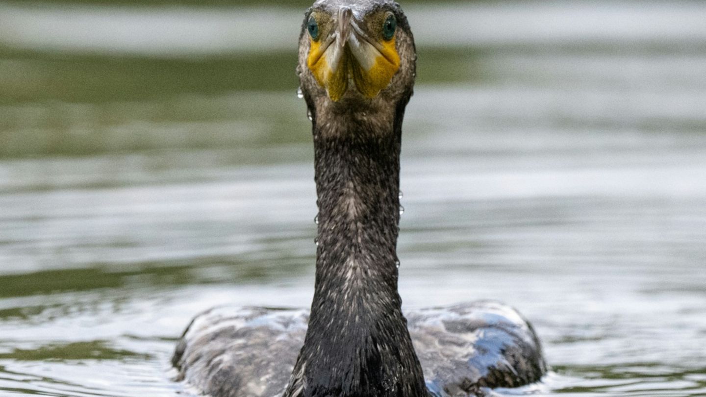 Ein Kormoran im Wasser