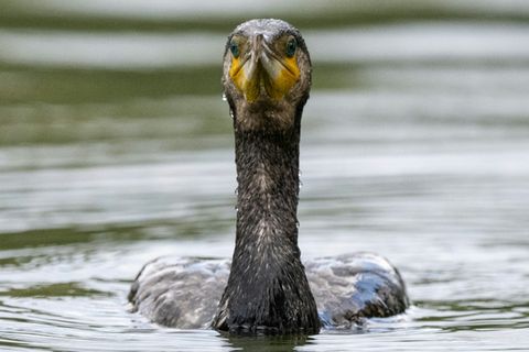 Ein Kormoran im Wasser