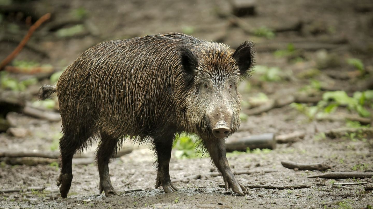 Bei einem Wildschwein nahe der Landesgrenze wurde das Virus entdeckt. Foto: Fredrik von Erichsen/dpa