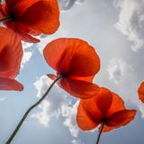 Klatschmohn