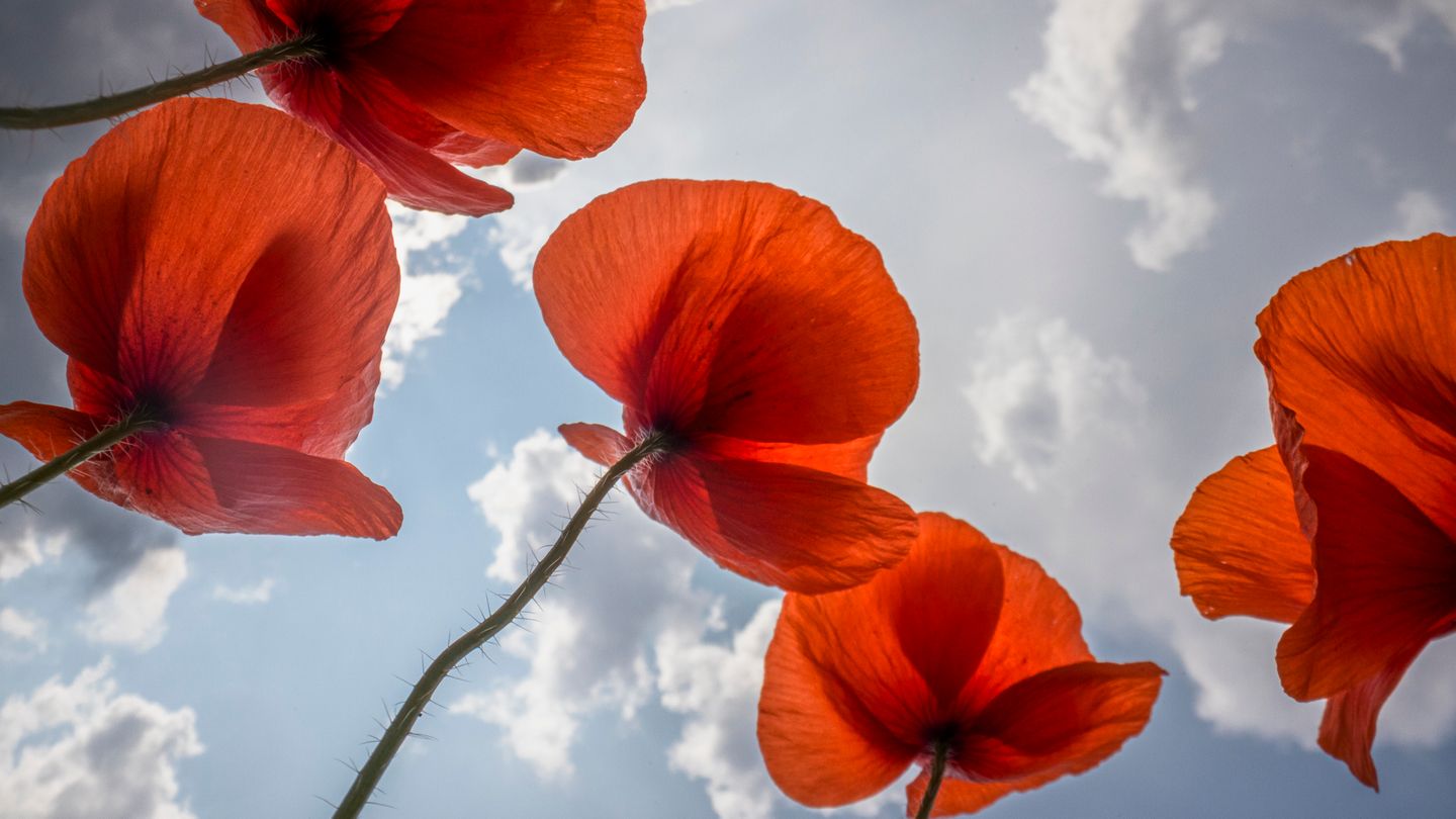 Klatschmohn