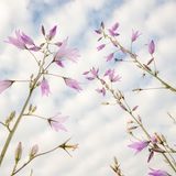 Rapunzel-Glockenblume