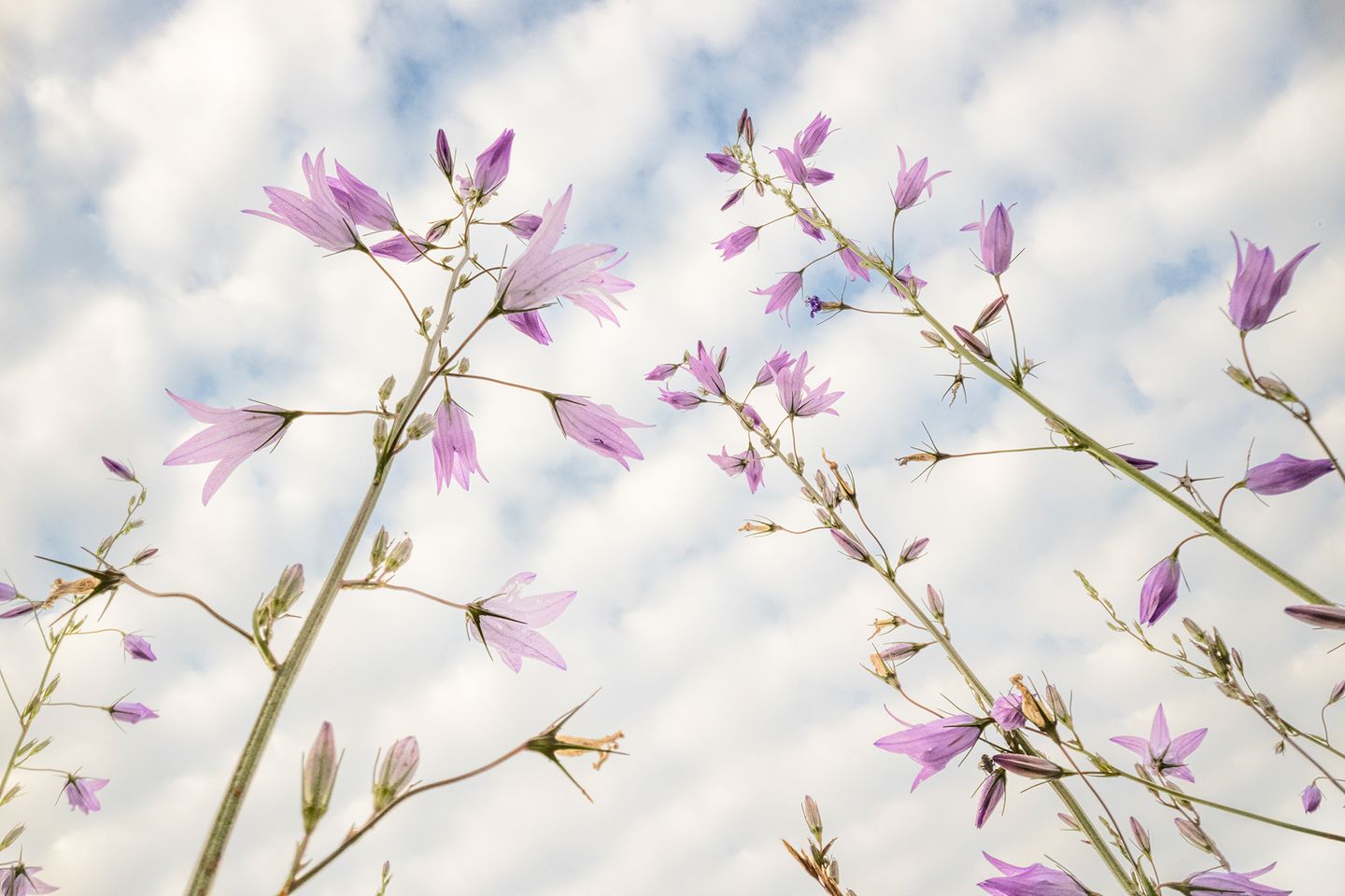 Rapunzel-Glockenblume