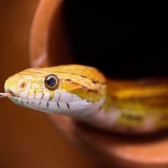 Kornnattern sind nicht giftig. Sie werden gerne in Terrarien gehalten. (Symbolbild) Foto: Christian Charisius/dpa