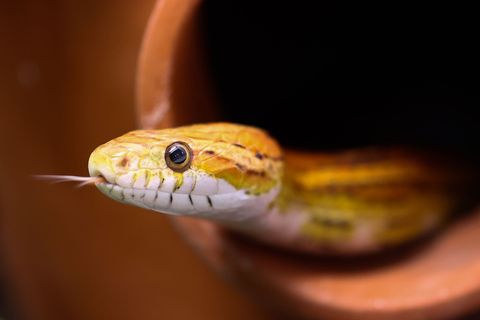 Kornnattern sind nicht giftig. Sie werden gerne in Terrarien gehalten. (Symbolbild) Foto: Christian Charisius/dpa