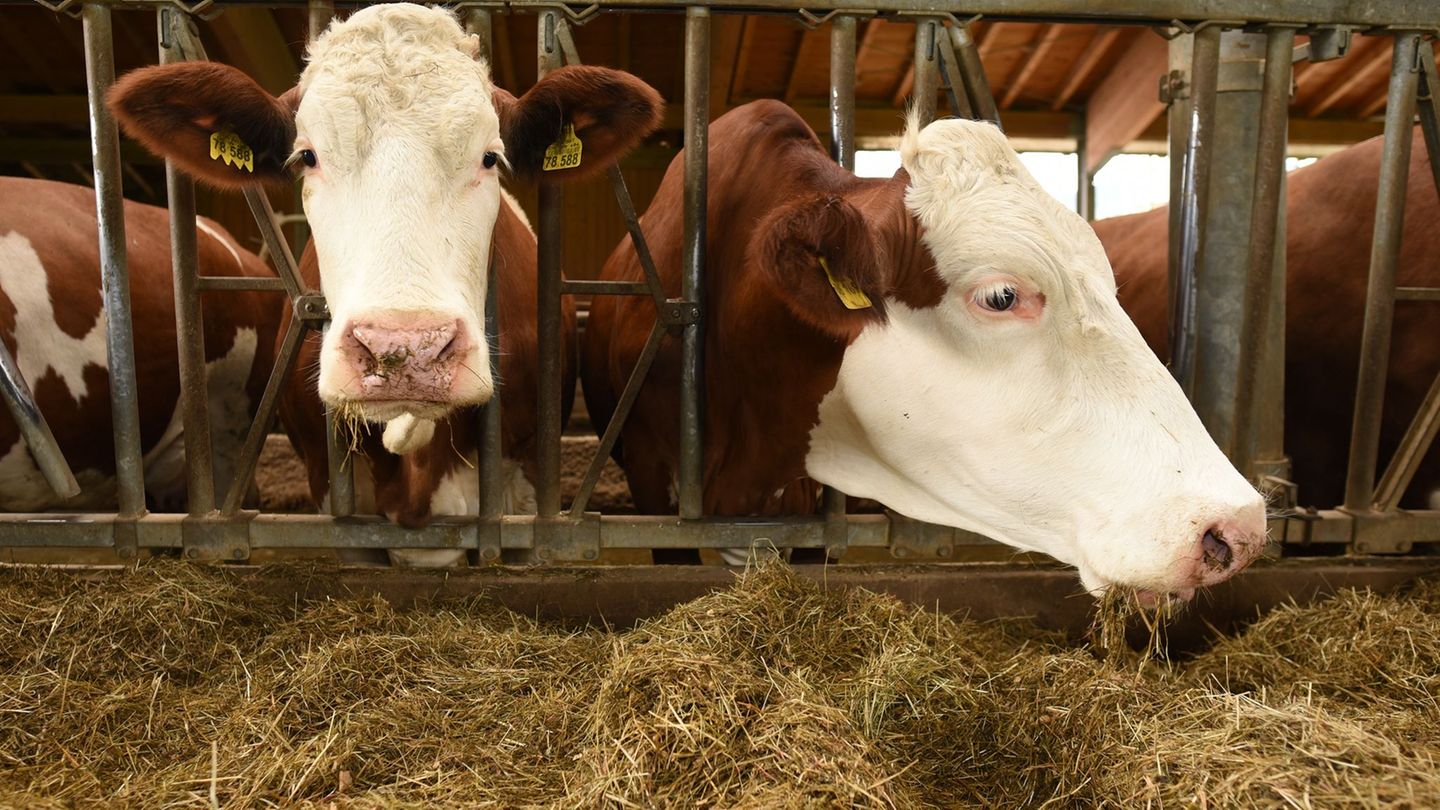 Insbesondere auf der Alm infizieren sich Rinder bei Rotwild oder anderen infizierten Kühen. (Symbolbild) Foto: Angelika Warmuth/
