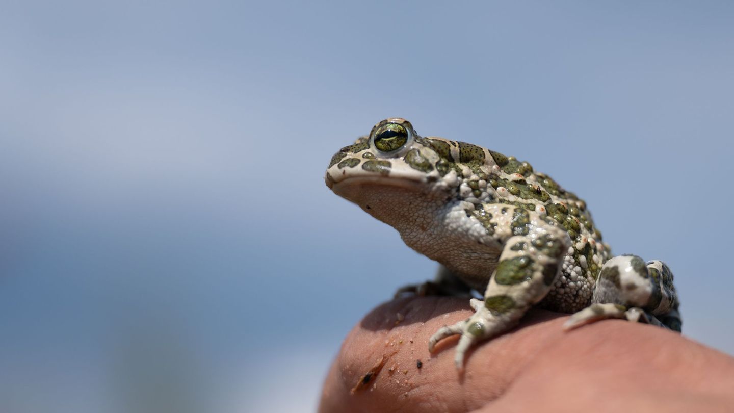 Wechselkröten sind selten geworen in Thüringen. Amphibienschutzzäune sollen die Tiere davor schützen, bei ihren Wanderungen über