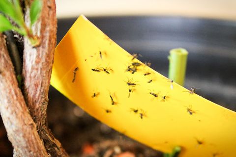 Eine wirksame Methode gegen Trauermücken sind Gelbsticker und Gelbtafeln aus dem Gartenfachhandel.