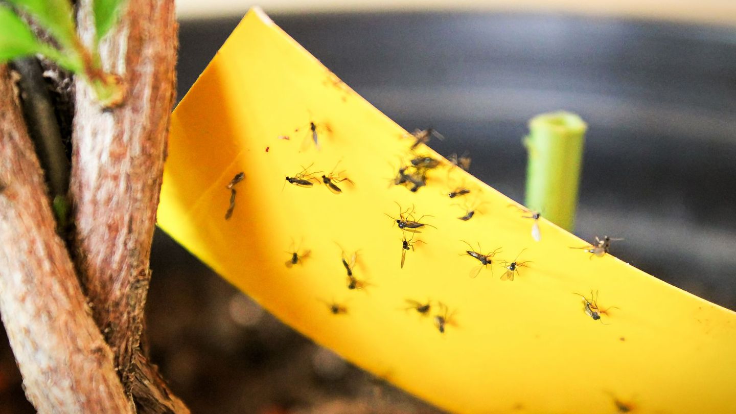 Eine wirksame Methode gegen Trauermücken sind Gelbsticker und Gelbtafeln aus dem Gartenfachhandel.