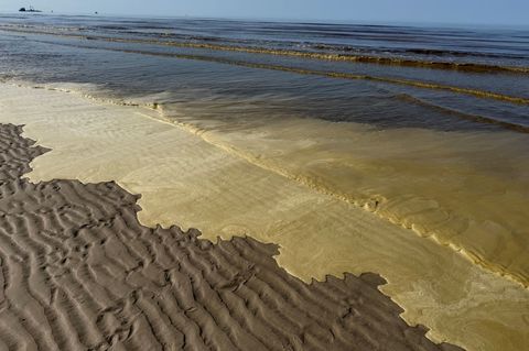 Nicht schön, aber ungefährlich - der Braunalgenteppich Foto: Volker Bartels/dpa