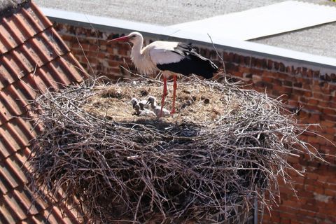 Am Rathaus in Beelitz können vier Babystörche bestaunt werden. Es ist das erste Mal, dass dort vier Junge ausgebrütet wurden. Fo