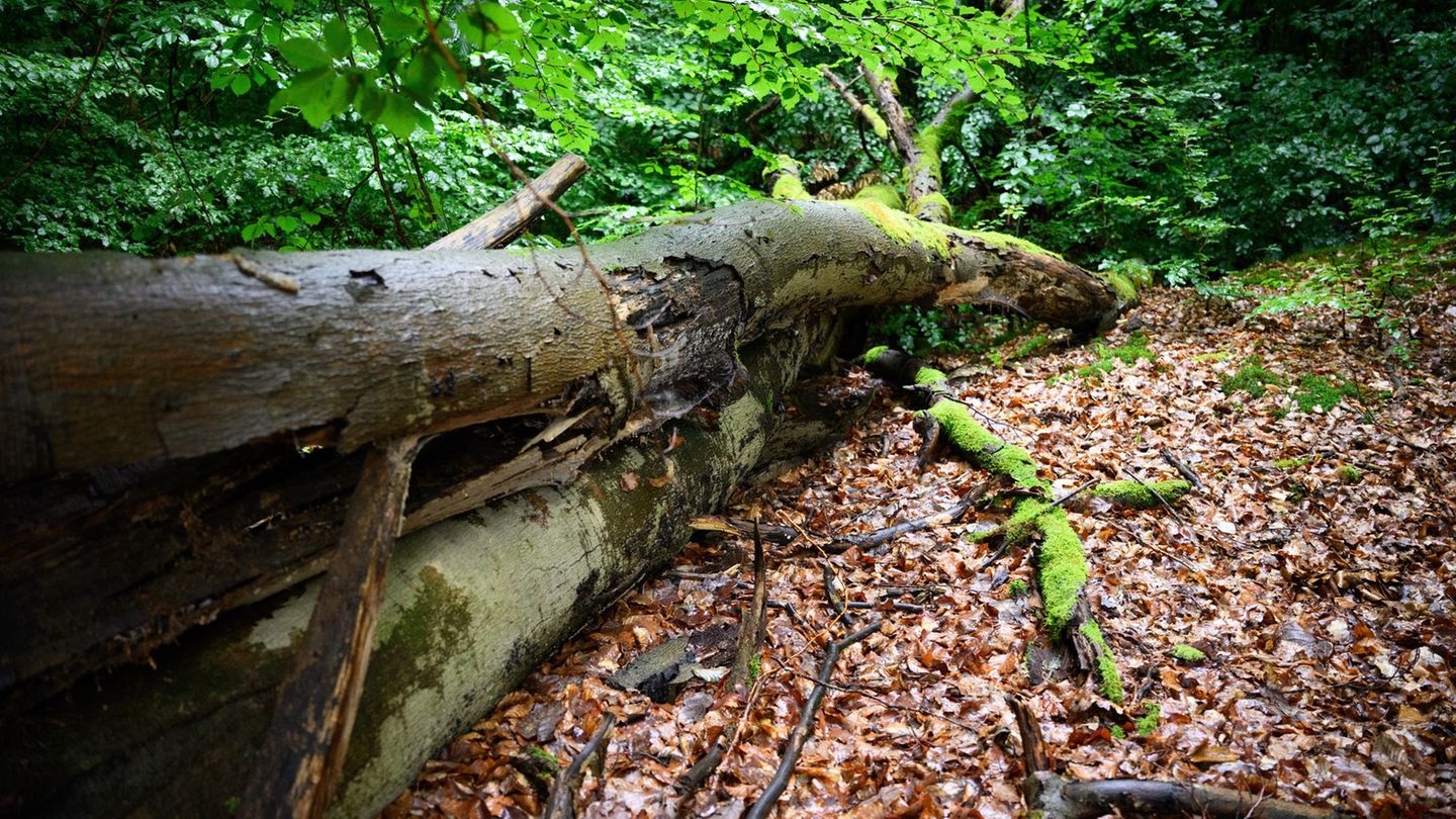 Der Wald in Brandenburg leidet unter Wetterextremen. (Archivbild) Foto: Bernd von Jutrczenka/dpa