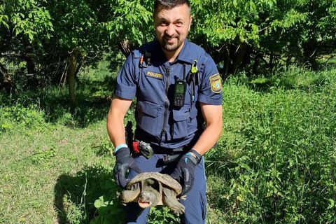 Beamte nahmen das Tier mit zur Polizeiinspektion Ochsenfurt, nachdem die Schildkröte auf einem Fahrradweg bei Sommerhausen gefun