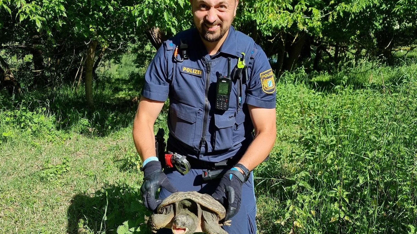 Beamte nahmen das Tier mit zur Polizeiinspektion Ochsenfurt, nachdem die Schildkröte auf einem Fahrradweg bei Sommerhausen gefun
