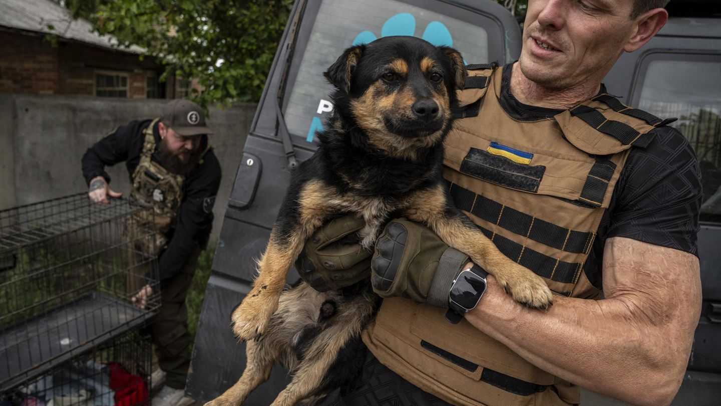 Tiere nahe der Front: Sie retten die Hunde, um die Menschen zu retten