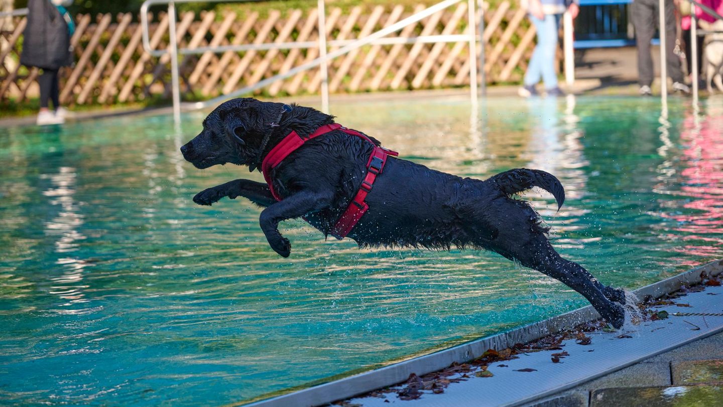 Hund springt in Pool