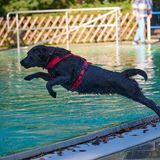 Hund springt in Pool