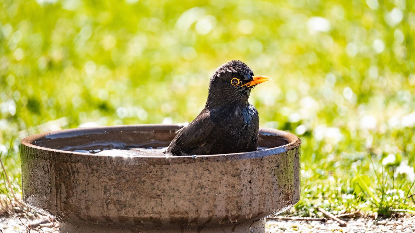 Vogel in einer Wasserschale