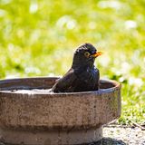 Vogel in einer Wasserschale