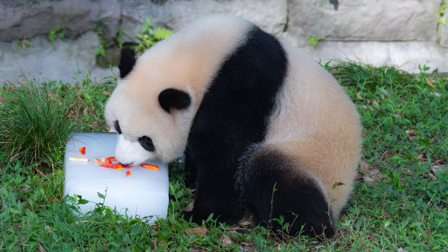Panda