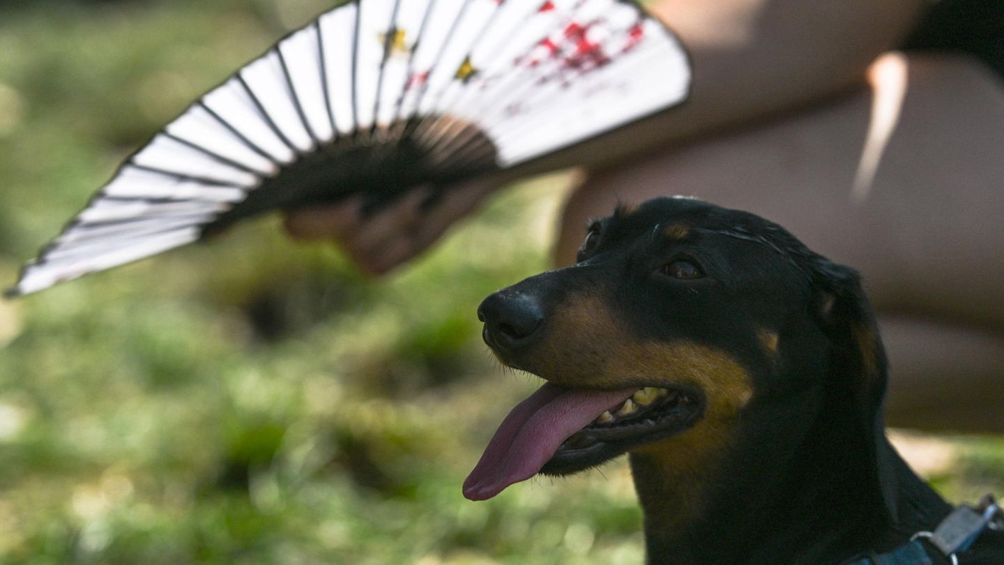 Hund mit Fächer