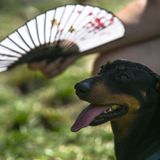 Hund mit Fächer