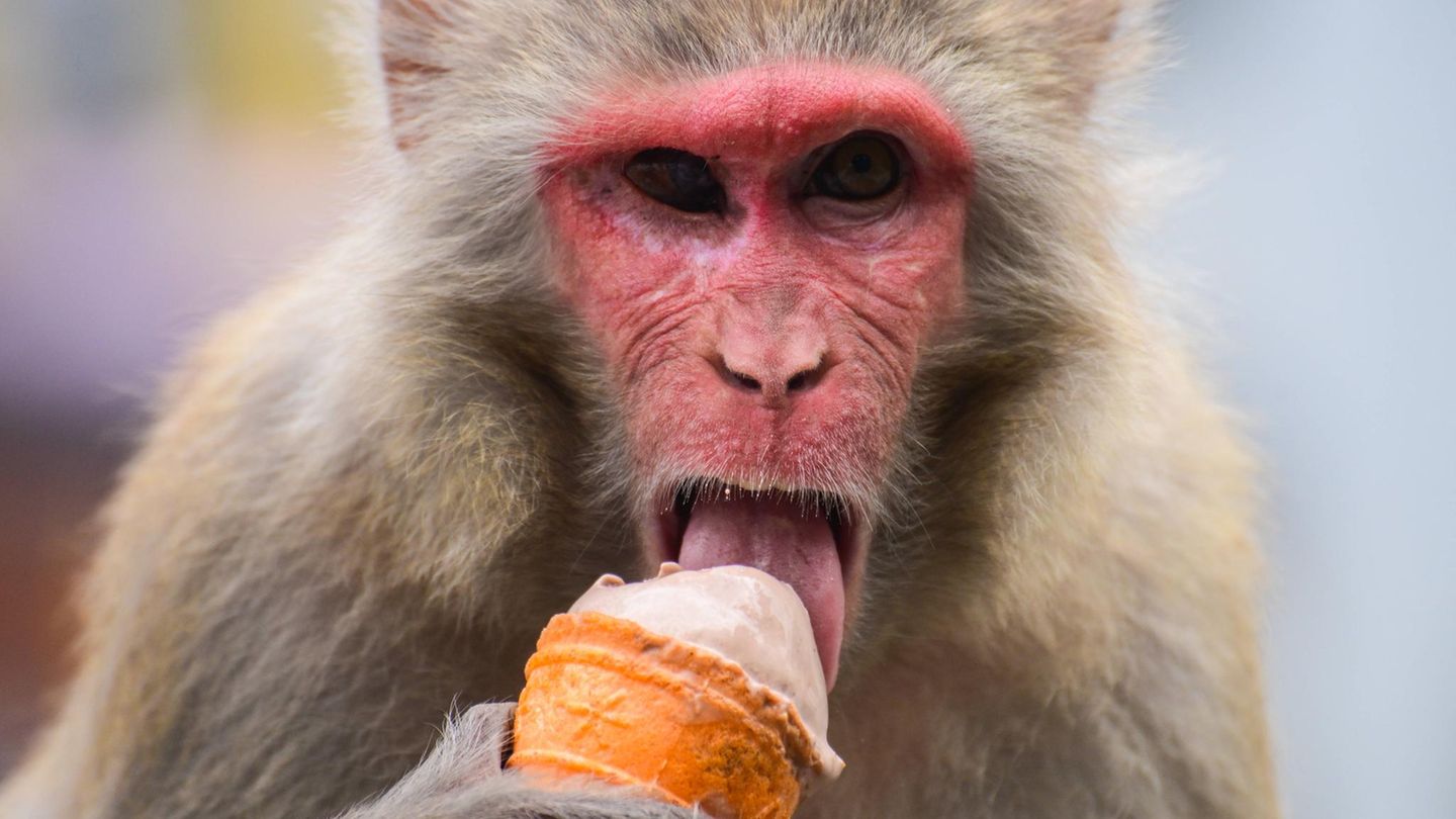 Affe isst ein Eis