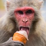 Affe isst ein Eis