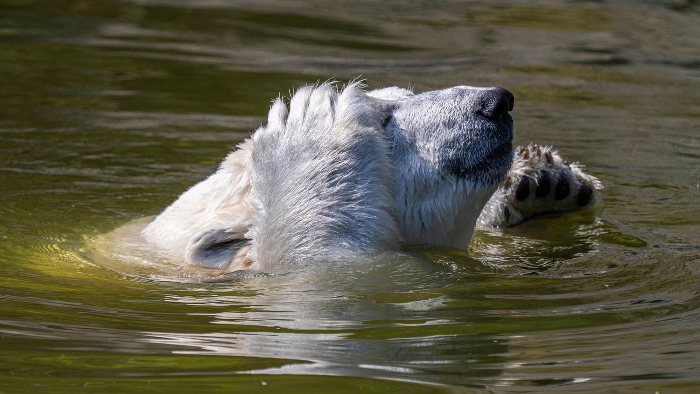Eisbär