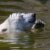 Eisbär
