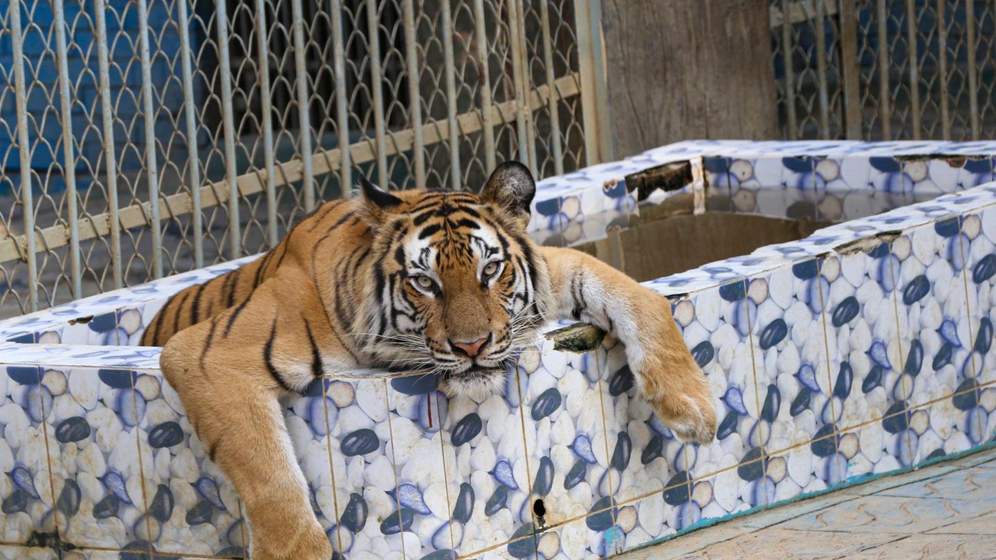 Tiger
