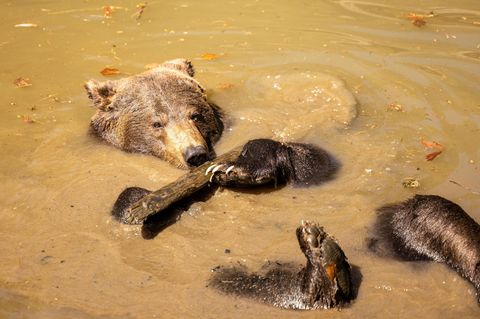 Braunes Bad für braunen Bären: Nicht nur kühlt ihn das Wasser, zurück an Land trocknet der Schlamm auf seinem Körper und kann ihn vor Wärme schützen.
