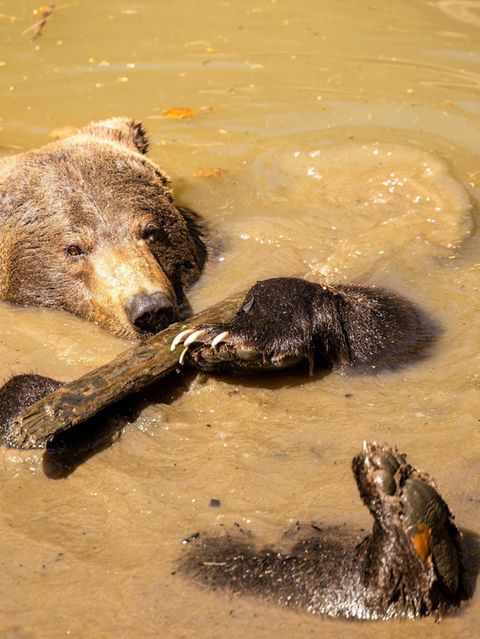 Braunes Bad für braunen Bären: Nicht nur kühlt ihn das Wasser, zurück an Land trocknet der Schlamm auf seinem Körper und kann ihn vor Wärme schützen.