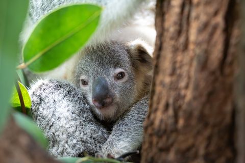 Der junge Koala Jingeri wurde nicht mal ein Jahr alt. (Handoutfoto) Foto: -/Wilhelma Stuttgart/dpa