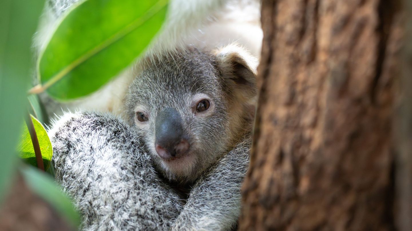 Der junge Koala Jingeri wurde nicht mal ein Jahr alt. (Handoutfoto) Foto: -/Wilhelma Stuttgart/dpa