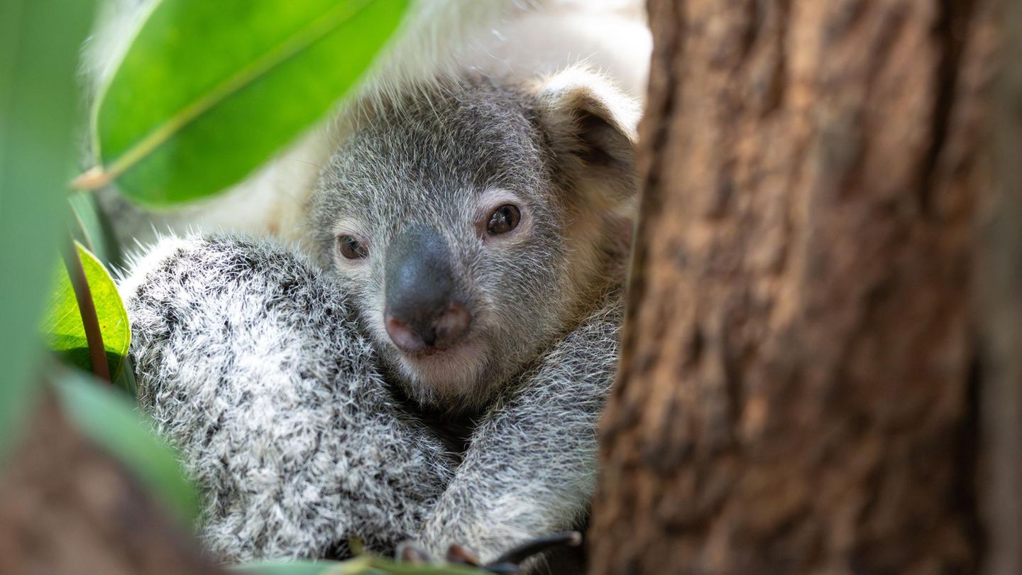 Dieses vom Wilhelma Stuttgart zur Verfügung gestellte Foto zeigt das Koala Jungtier Jingeri auf einem Baum im Stuttgarter Zoo