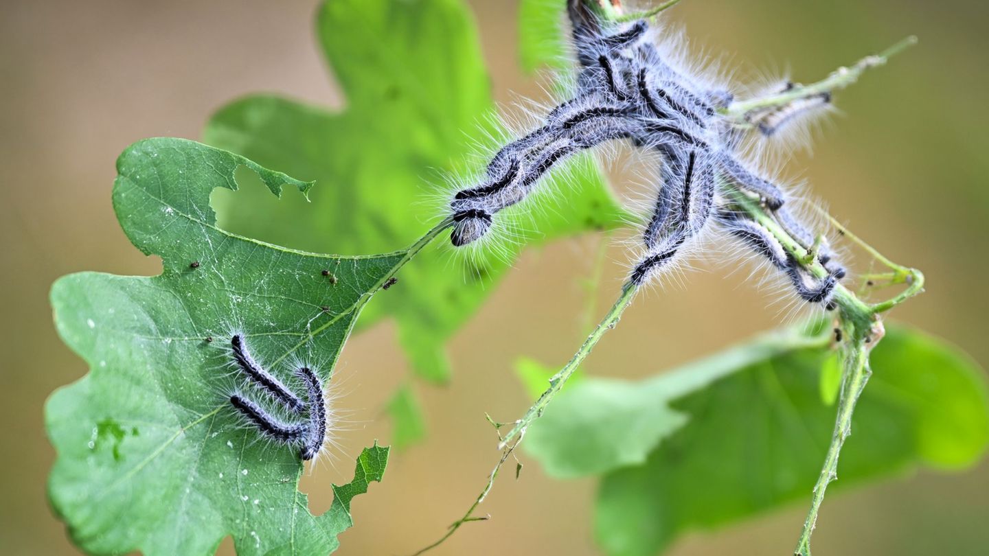 Die feinen Haare des Prozessionsspinners enthalten ein Nesselgift, das Beschwerden auslösen kann. (Symbolbild) Foto: Philip Duli