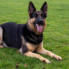Weniger folgsam: Ein aggressiver Hund hat einen 65-Jährigen schwer an der Hand verletzt. (Symbolfoto) Foto: Stefan Puchner/dpa
