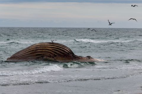 Seit rund zwei Wochen liegt der Kadaver aufgebläht am Strand von Anholt. Foto: Marcus Golejewski/dpa