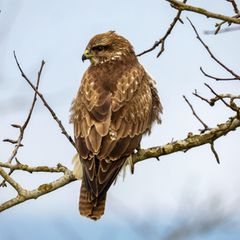 In Niederbayern gibt es viele geschützte Arten, etwa Greifvögel wie dieser Mäusebussard. (Symbolbild) Foto: Thomas Warnack/dpa
