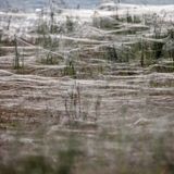 Naturphänomen: Ein Boden bedeckt mit Spinnennetzen
