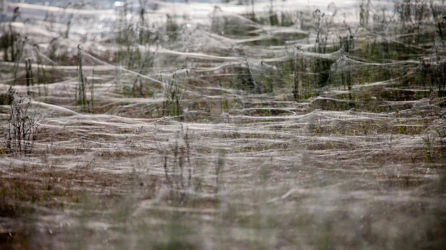 Naturphänomen: Ein Boden bedeckt mit Spinnennetzen