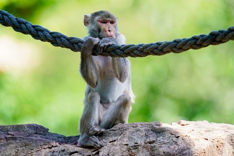 In freier Wildbahn sind Rhesusaffen vor allem in Asien anzutreffen - hierzulande lassen sie sich in Zoos beobachten. (Symbolfoto