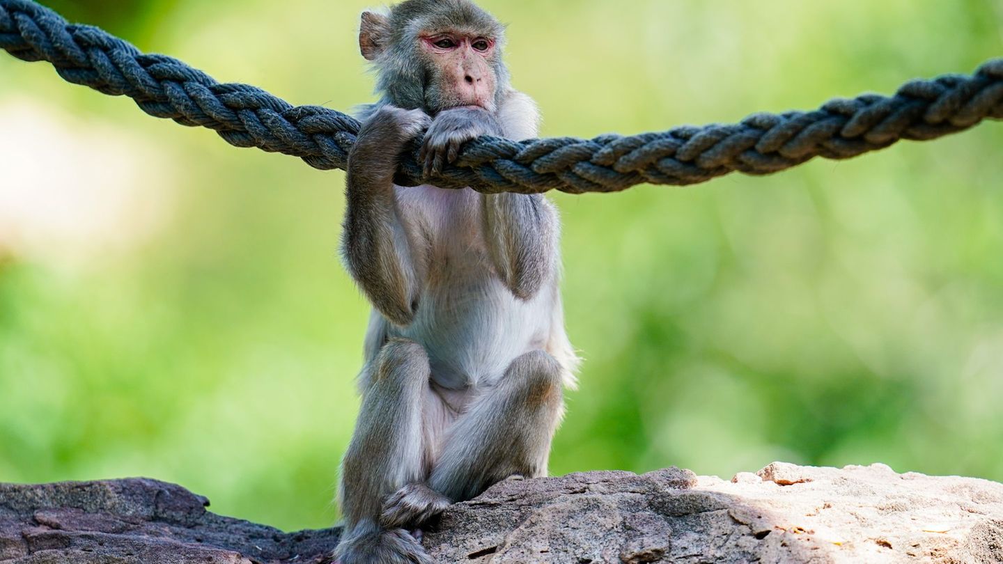 In freier Wildbahn sind Rhesusaffen vor allem in Asien anzutreffen - hierzulande lassen sie sich in Zoos beobachten. (Symbolfoto