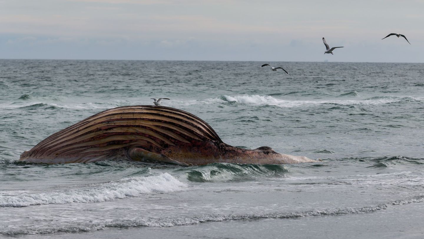 Seit rund zwei Wochen liegt der Kadaver aufgebläht am Strand von Anholt. Foto: Marcus Golejewski/dpa