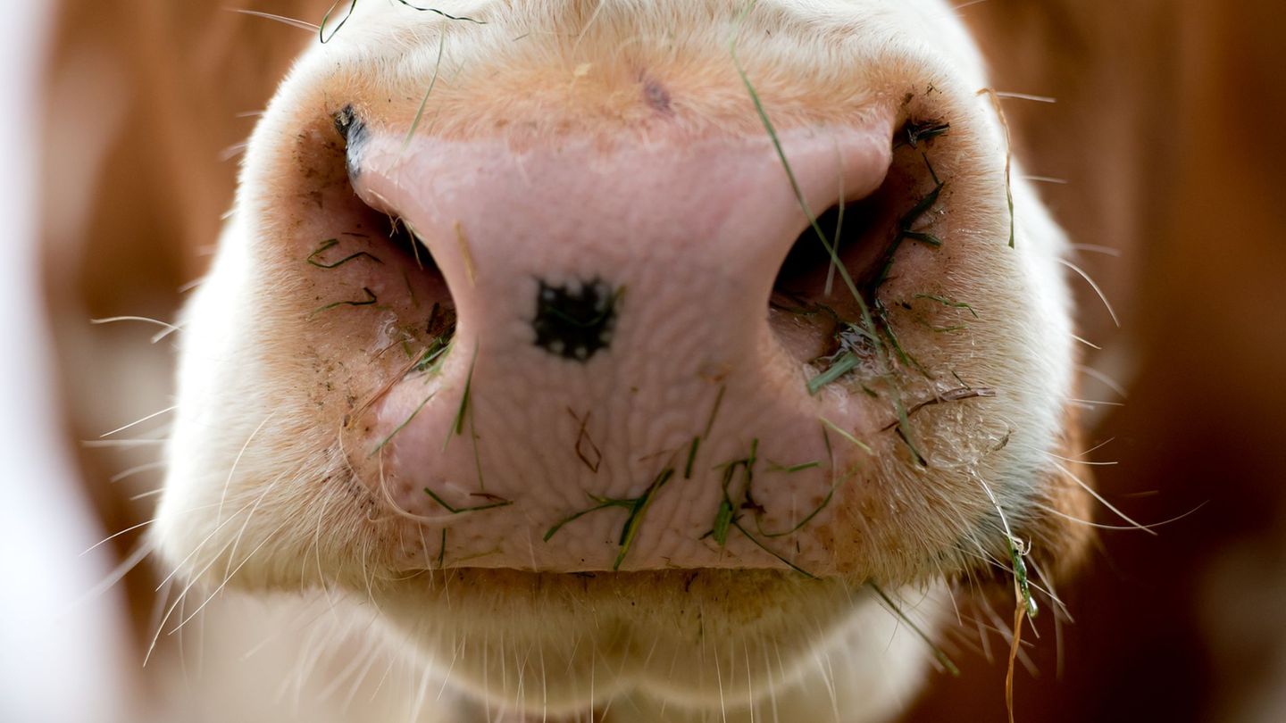 Das Rind konnte bislang nicht eingefangen werden. (Symbolbild) Foto: Sven Hoppe/dpa