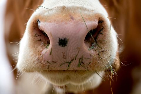 Das Rind konnte bislang nicht eingefangen werden. (Symbolbild) Foto: Sven Hoppe/dpa