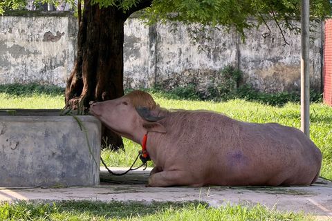 In Bangladesch wird ein Albino-Büffel durch seine blonde Haartolle zum Internet-Star - und in letzter Minute gerettet. Foto: Naz